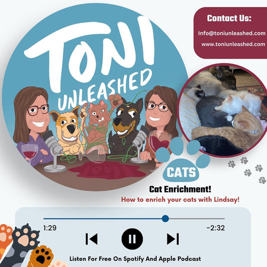 36: Cat Enrichment