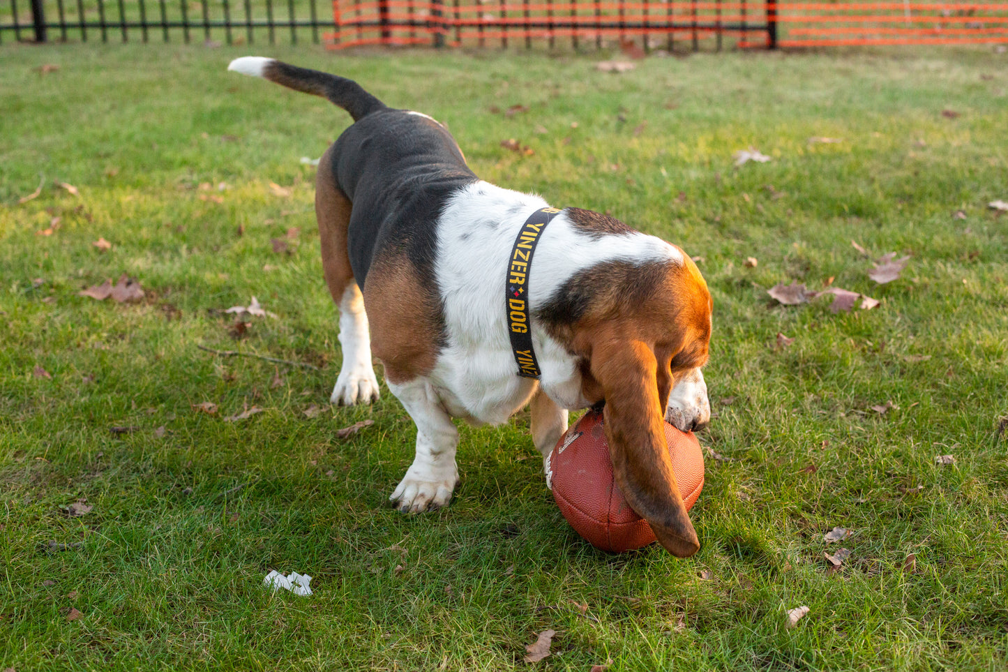 Yinzer Dog Collar - Toni Unleashed